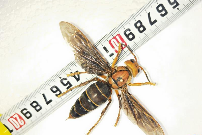 图片默认标题_fororder_wasp4