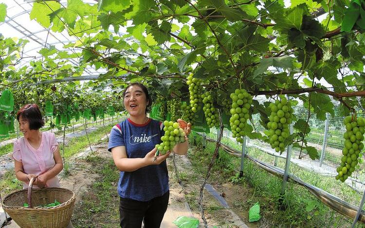 渭南大荔县：“甜蜜”产业酿出幸福生活