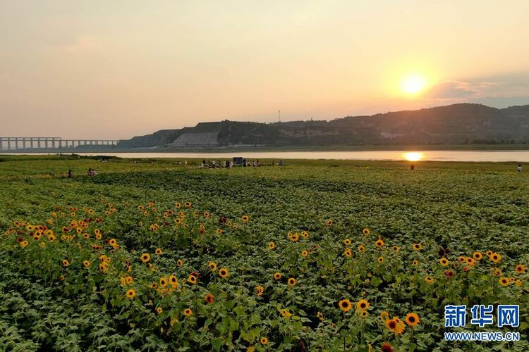 河南三门峡：黄河岸边葵花开