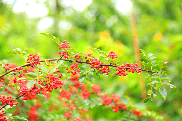 图片默认标题_fororder_3