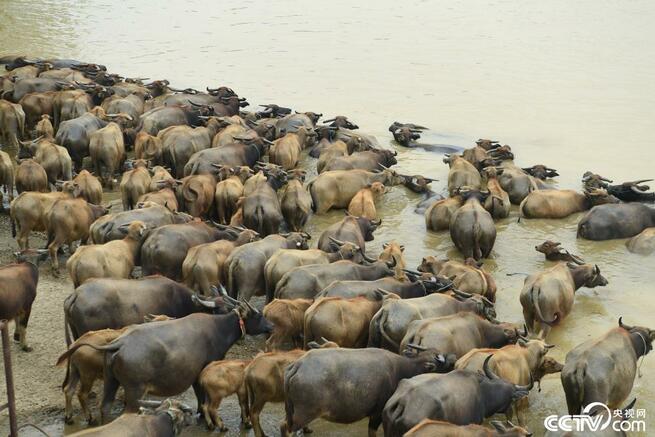 スイギュウの群れが嘉陵江に出現、エサを探す_fororder_网2-1