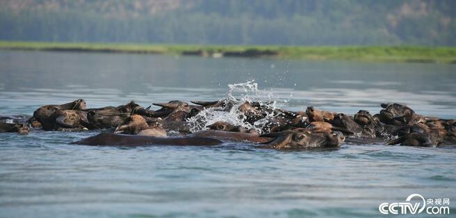スイギュウの群れが嘉陵江に出現、エサを探す_fororder_网2-2