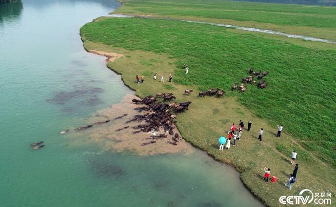 スイギュウの群れが嘉陵江に出現、エサを探す_fororder_网2-3