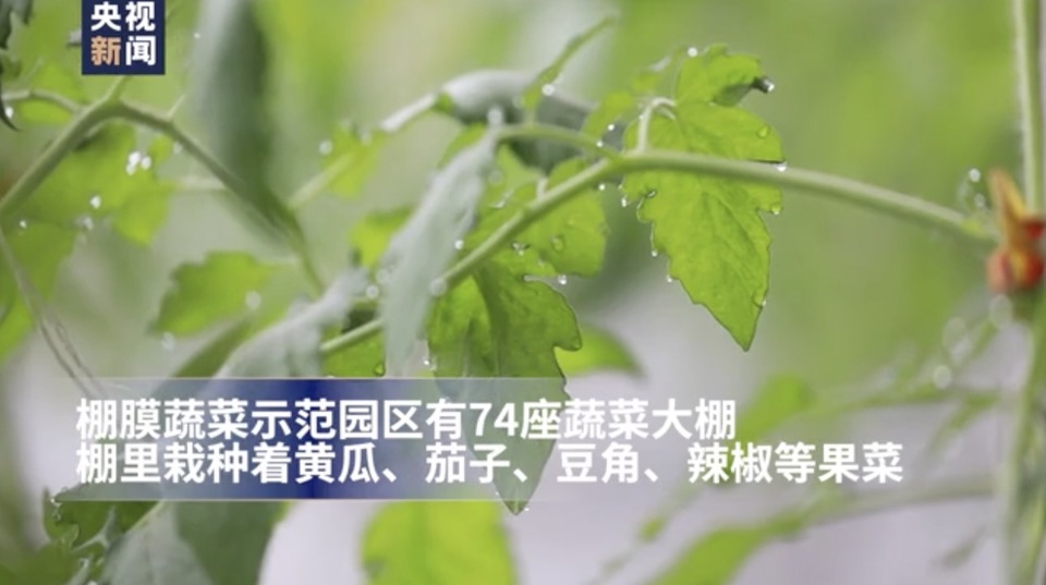 走向我们的小康生活丨种葡萄、养柞蚕、栽培食用菌......这里的人们特别忙