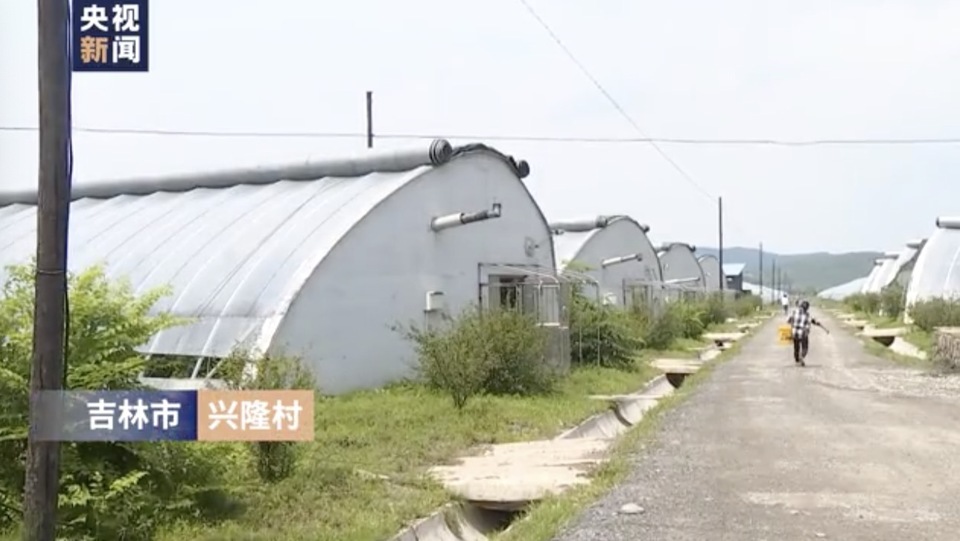 走向我们的小康生活丨种葡萄、养柞蚕、栽培食用菌......这里的人们特别忙