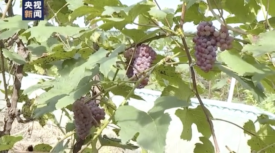 走向我们的小康生活丨种葡萄、养柞蚕、栽培食用菌......这里的人们特别忙