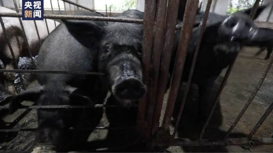 走向我们的小康生活丨种葡萄、养柞蚕、栽培食用菌......这里的人们特别忙