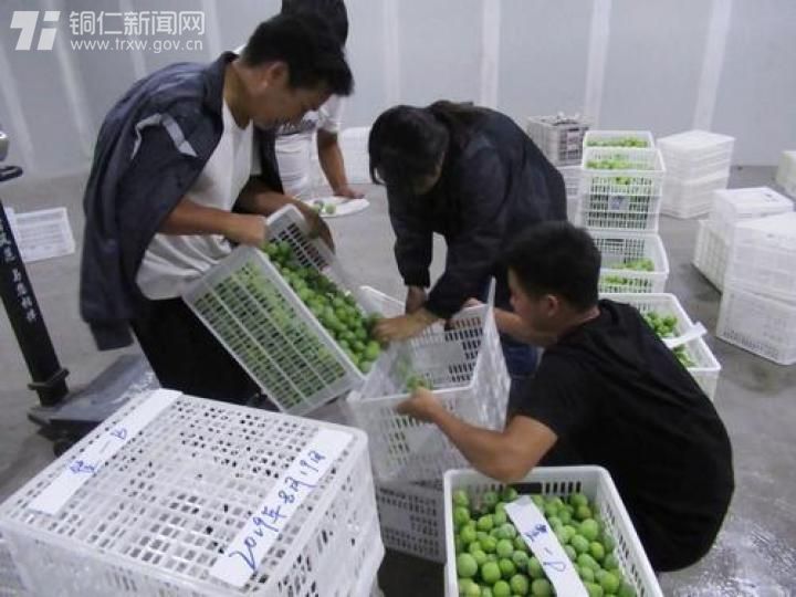 贵州铜仁：深化科技特派员制度改革助力农业产业革命