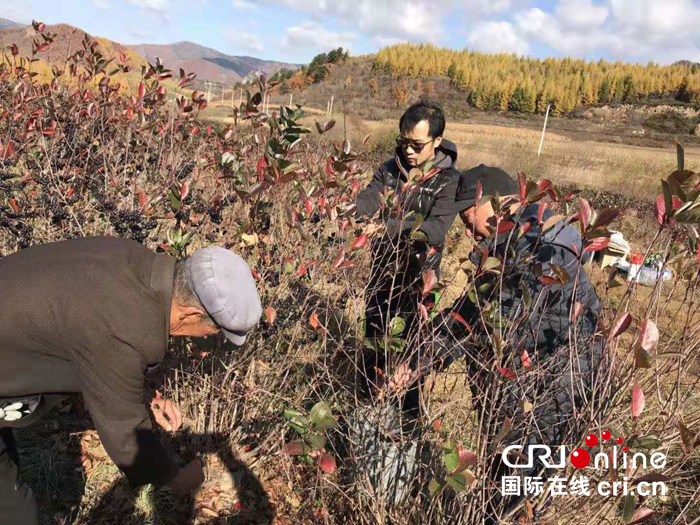 【自述】白山市长白县长白镇民主村驻村"第一书记"王莹:尽心竭力为