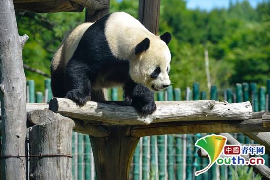 亚布力熊猫馆、森林温泉酒店“请”黑龙江省援武汉医护人员度假