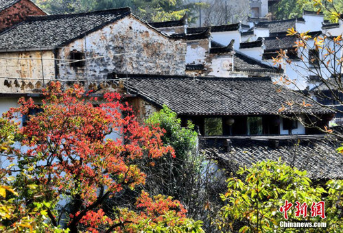 "หมู่บ้านโบราณมณฑลเจียงซี" ท่ามกลางสีสันใบเมเปิ้ลเปลี่ยนสี