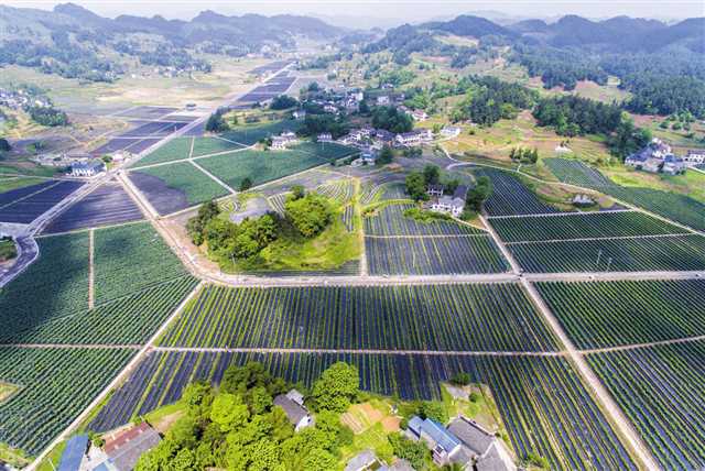 【区县联动】 【南川】凝聚人才力量和城市资本助力乡村振兴