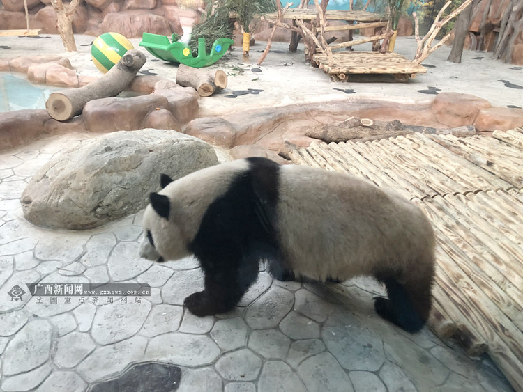 高清：南宁动物园大熊猫"绩美"、"绩兰"见客啦