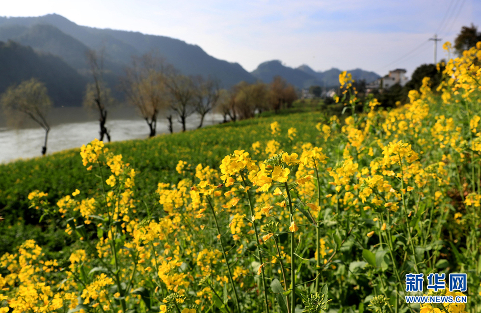 安徽黄山：春到新安江