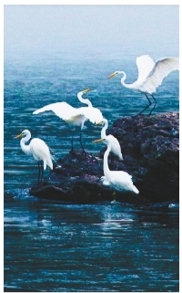 水鸟乐园——浑江