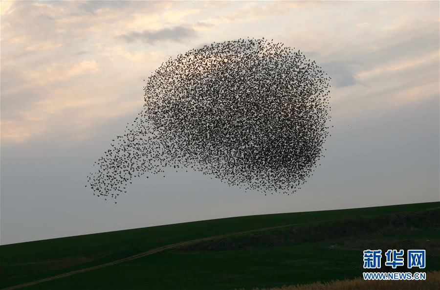 [新华网]椋鸟飞舞