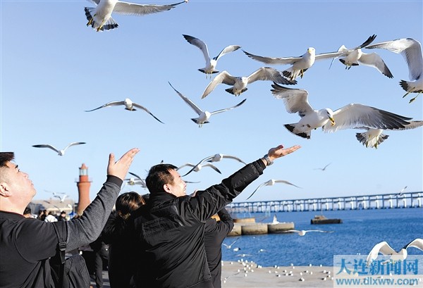 大连：游客海边观赏海鸥