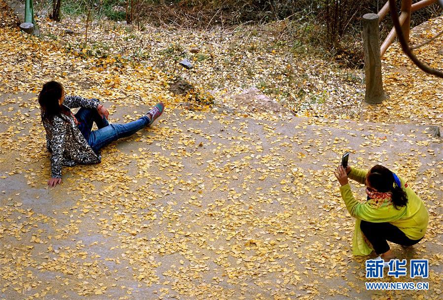 河南下寺村：披“金甲”秋意浓