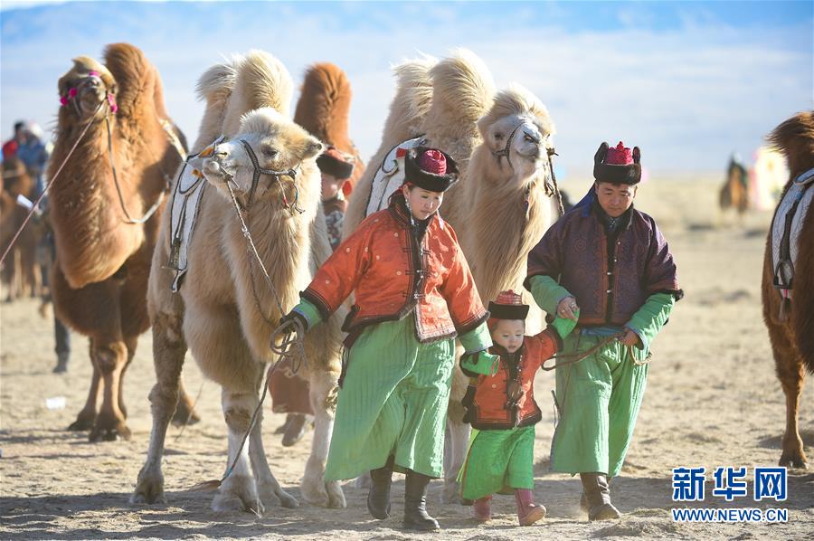 内蒙古乌拉特后旗举行骆驼文化旅游节