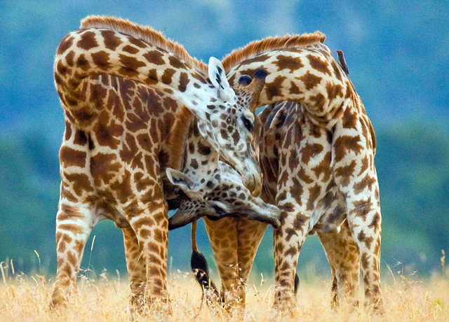 非洲草原两长颈鹿"脖斗" 如跳优雅"双人舞"