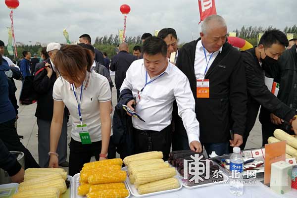 金秋时节“玉”见你 绥化市第四届鲜食玉米节举行