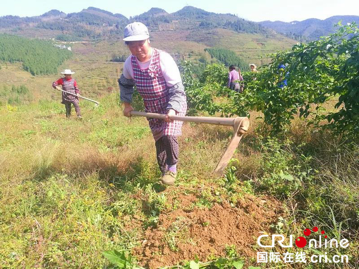 贵州思南县瓮溪镇：百香果产业成农民增收的致富果