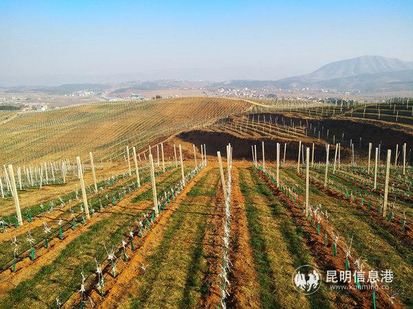 【昆明日报】【新春走基层】培育产业提供岗位 昭通让易地扶贫搬