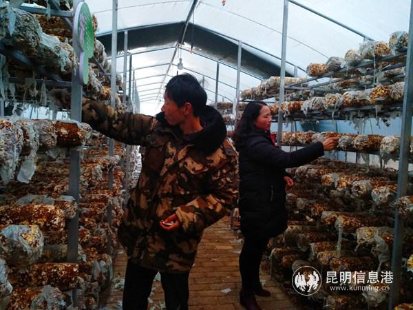 【昆明日报】【新春走基层】培育产业提供岗位 昭通让易地扶贫搬