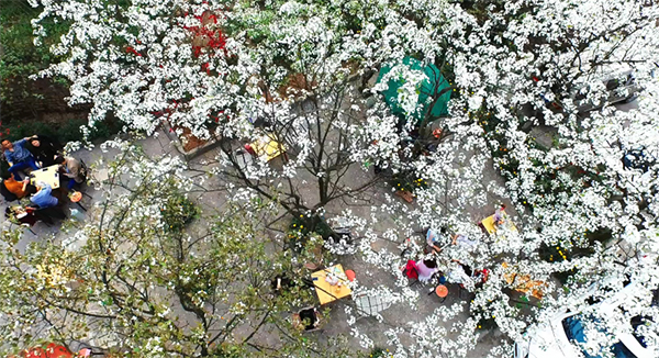 图片默认标题_fororder_于新津梨花溪文化旅游区内的梨花（成都市新津县委宣传部-供图）-(2)