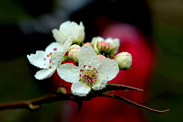 图片默认标题_fororder_于新津梨花溪文化旅游区内的梨花（成都市新津县委宣传部-供图）-(1)