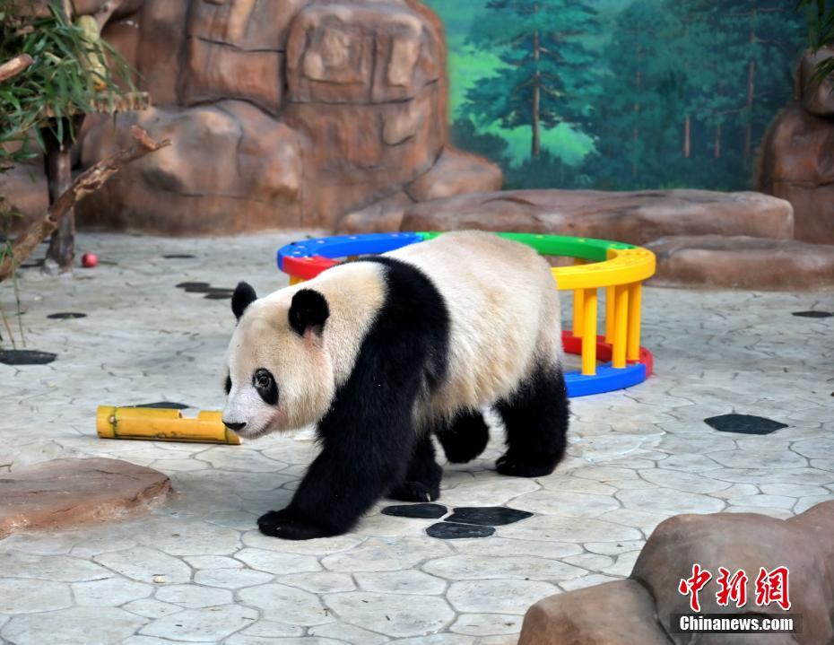 可愛いパンダの兄妹が南寧動物園にお目見え 広西 中国国際放送局