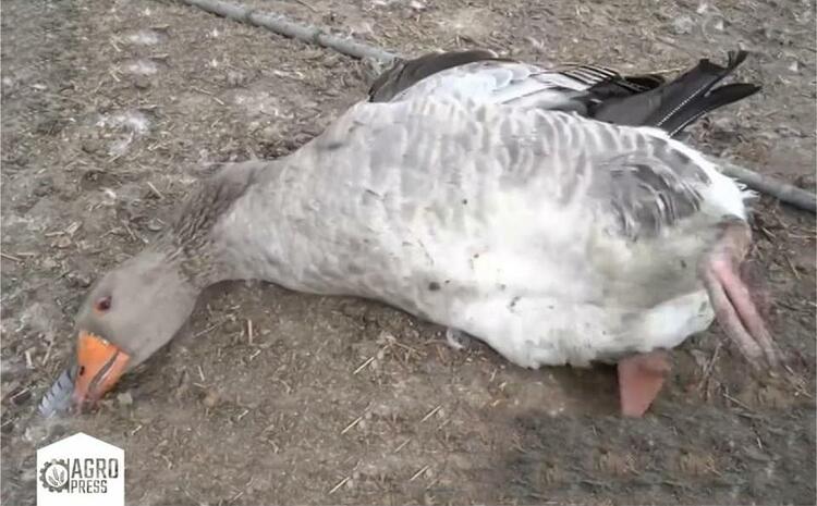 哈萨克斯坦北部地区发生禽流感疫情 传染源疑系迁徙候鸟