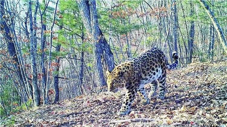 东北虎豹国家公园试点区 三年监测到新增幼虎10只幼豹7只