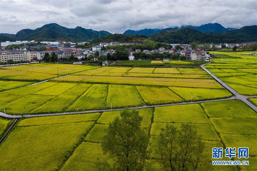 “稻香节”庆丰收