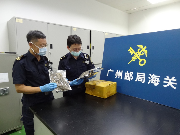 广州海关在邮递渠道查获一起海马干制品走私进境案