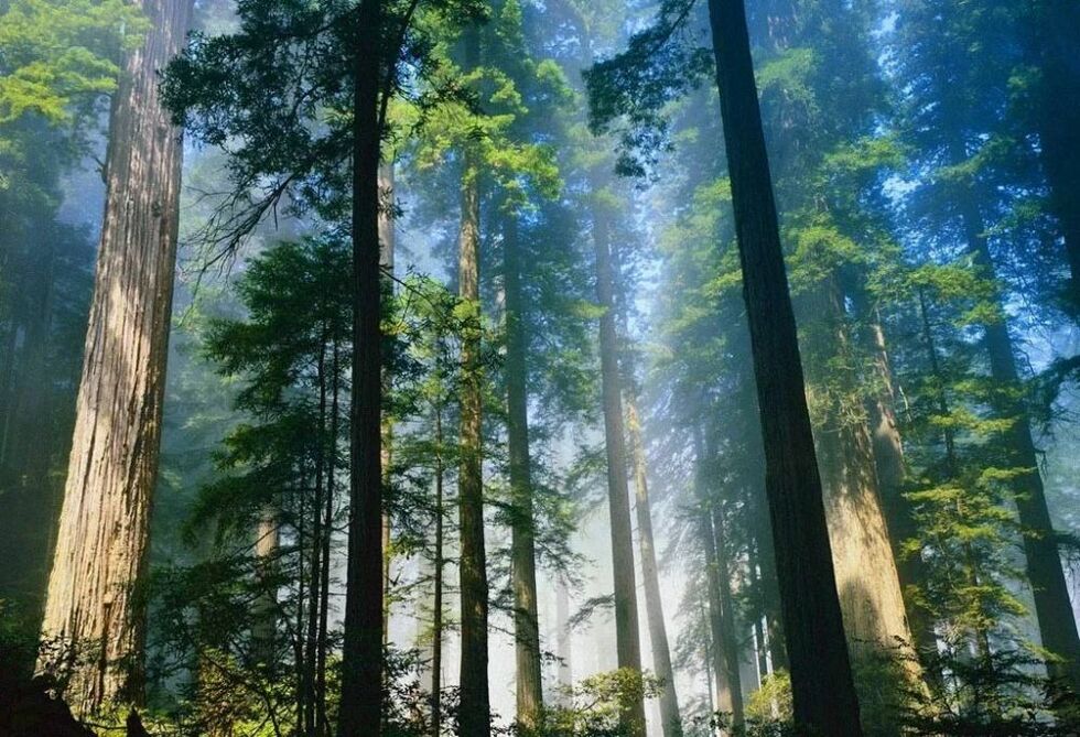 国家林业和草原局答复全国人大代表朱虹建议：支持江西大力发展森林旅游！