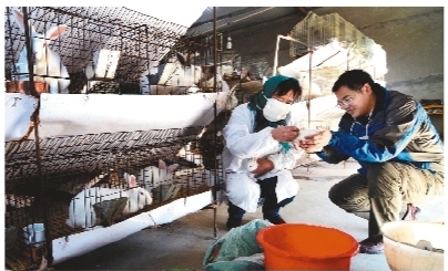 锦州义县城关街道獭兔养殖做成了大产业