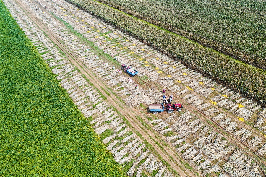 大连:丰收是大地的“信条”
