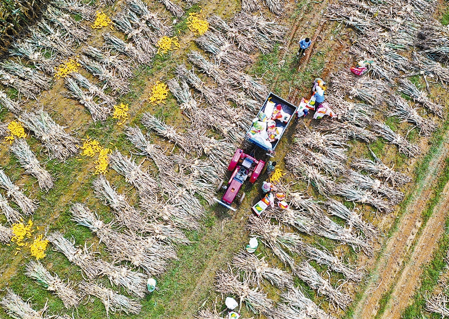 大连:丰收是大地的“信条”