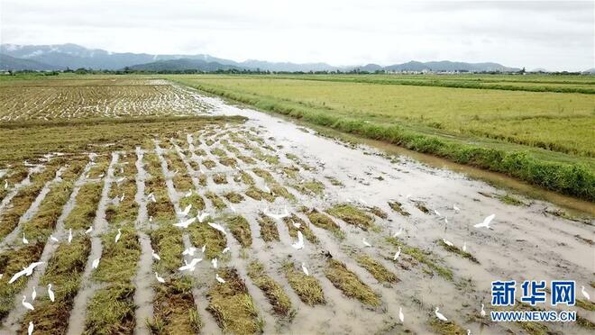 Ternak Ikan, Udang dalam Petak Sawah_fororder_1126469159_15995818529431n