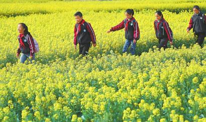（焦点图，导航成都，移动端）春风来花儿开 四川大凉山处处生机勃勃绿意盎然