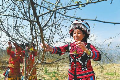 （焦点图，导航成都，移动端）春风来花儿开 四川大凉山处处生机勃勃绿意盎然