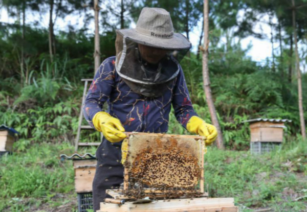 ชนกลุ่มน้อยเมืองอันซุ่นเลี้ยงผึ้งพึ่งพาระบบนิเวศจนมีรายได้เพิ่มขึ้น_fororder_004
