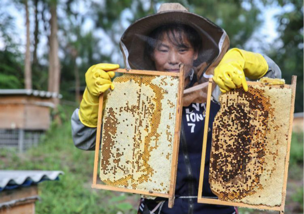 ชนกลุ่มน้อยเมืองอันซุ่นเลี้ยงผึ้งพึ่งพาระบบนิเวศจนมีรายได้เพิ่มขึ้น_fororder_002