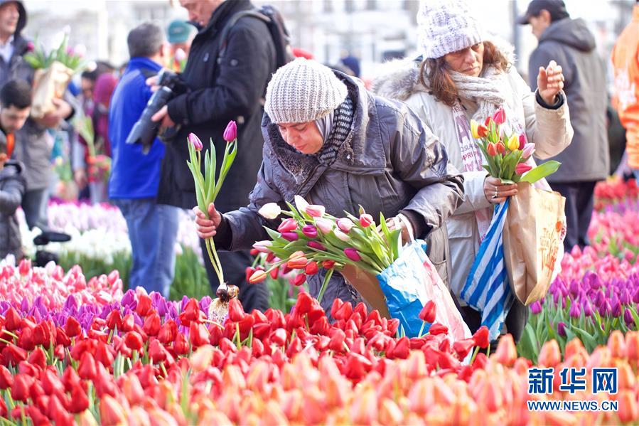 「新华网」荷兰迎来郁金香日