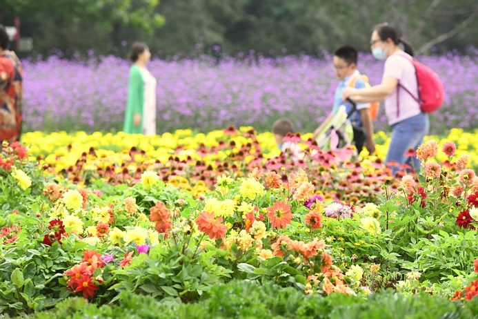 北京市第十二届菊花文化节正式开幕