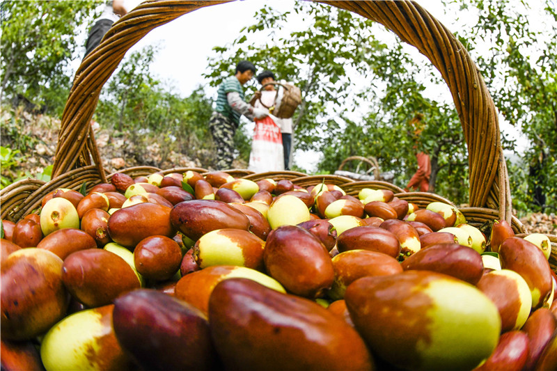 河北:金秋的收获