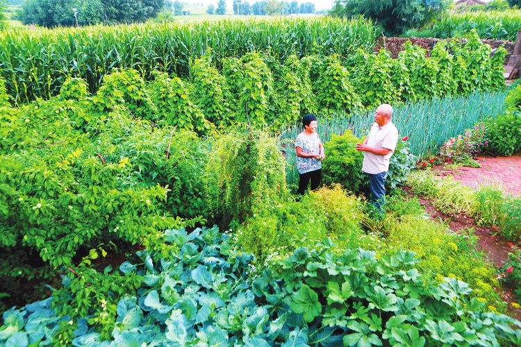 洮南市推动庭院经济规模化品牌化发展 将“小庭院”打造成“大产业”