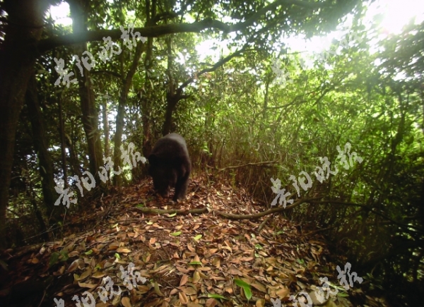 （大生态）习保区拍摄到一组珍贵野生动物影像—— 成年黑熊 镜头前“卖萌”