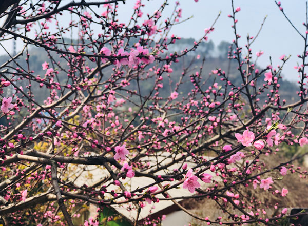 图片默认标题_fororder_2